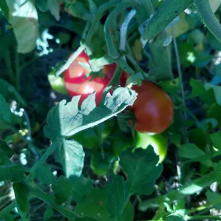 Nyaraló Le Domaine De La Feriere Sallen