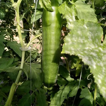 Nyaraló Le Domaine De La Feriere *