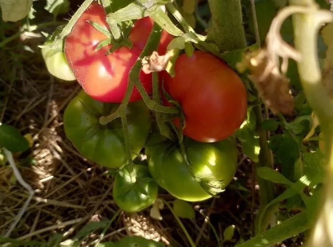 Le Domaine De La Feriere Prázdninový dům Sallen