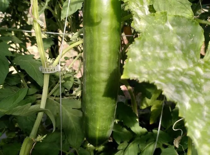 Vakantiehuis Le Domaine De La Feriere *